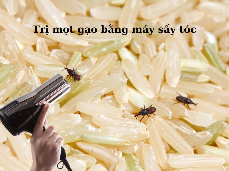 Trị mọt gạo bằng máy sấy tóc