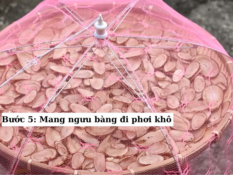 Mang ngưu bàng đi phơi khô