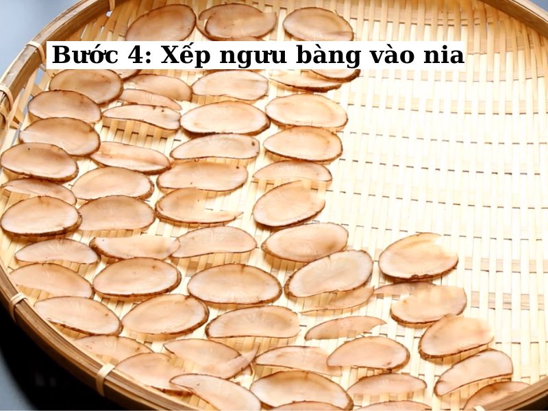 Xếp ngưu bàng vào nia