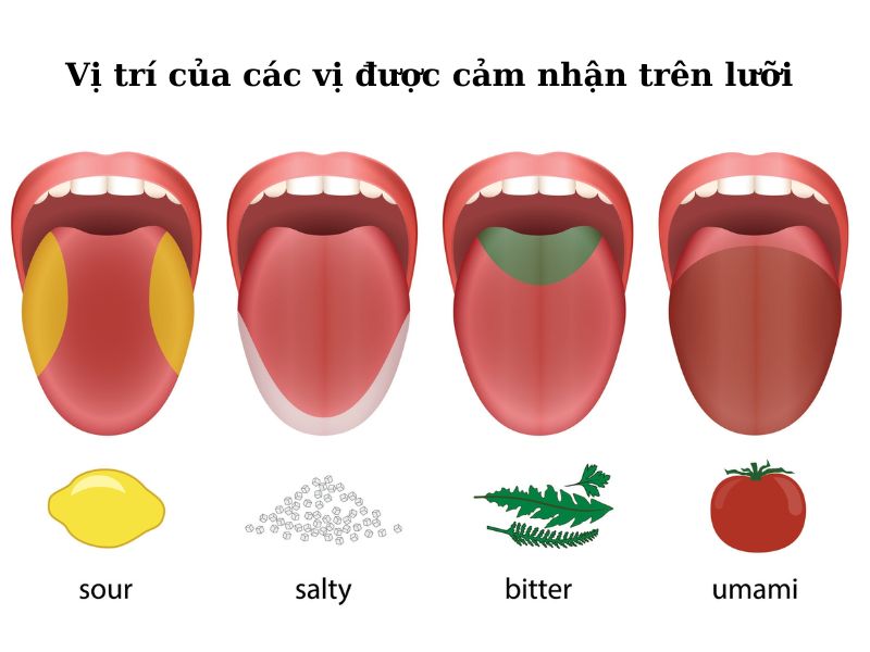 Vị umami là gì?