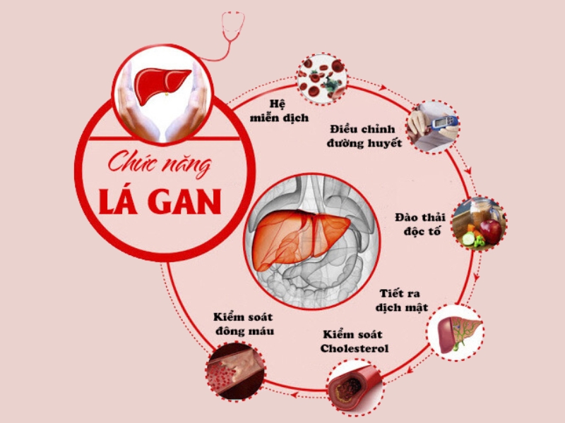 Chức năng của gan