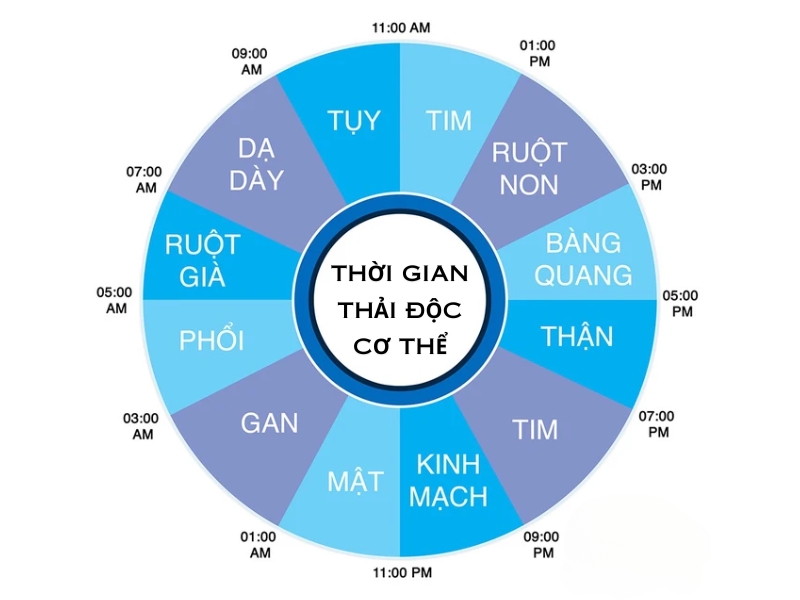 Thời gian thải độc của cơ thể