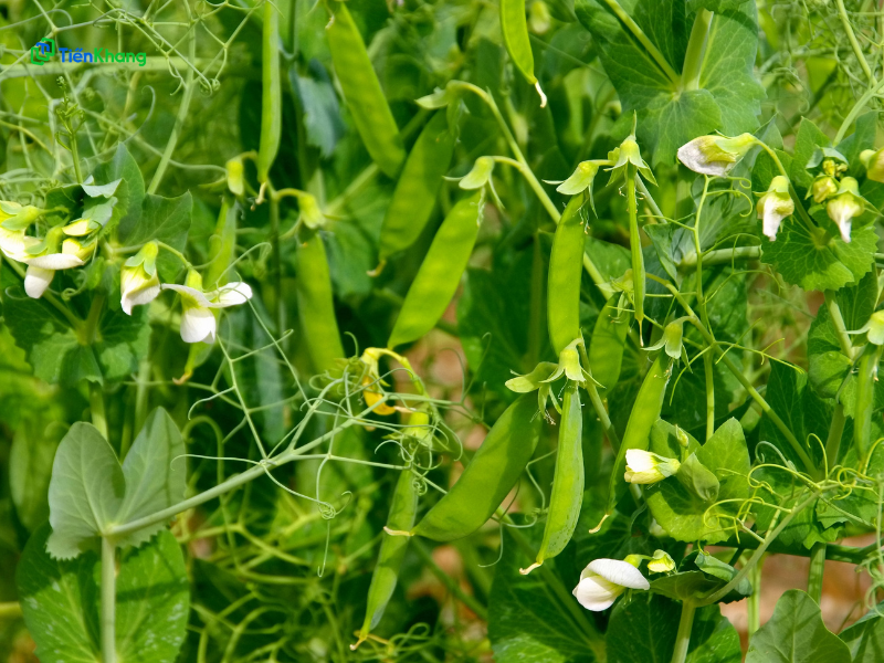 Nguồn gốc của đậu Hà Lan