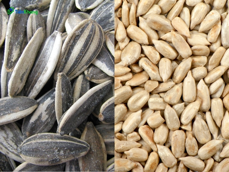 Các loại hạt hướng dương phổ biến hiện nay