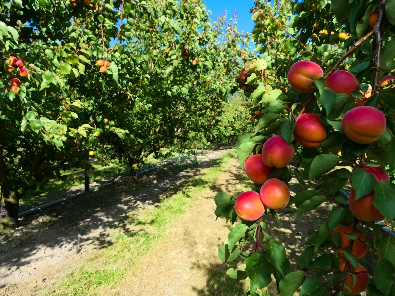 Apricot là gì?