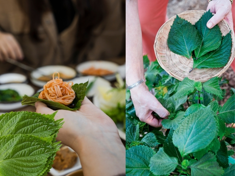 Ăn lá tía tô sống