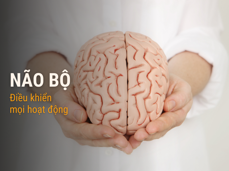 Vì sao não bộ là nơi sản sinh ra nhiều bệnh tật?