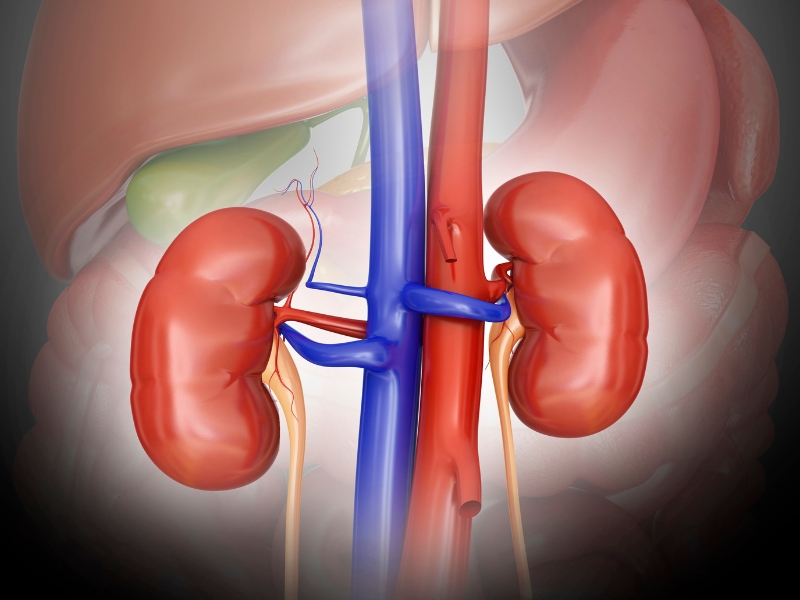 Tác động lên thận
