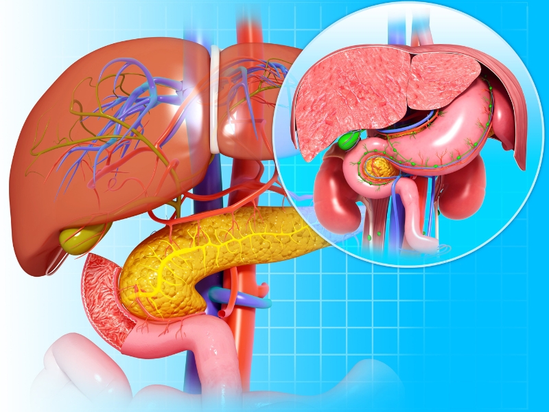 Ảnh hưởng lên hệ tiêu hóa