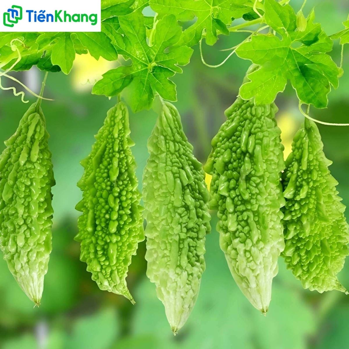 Hình ảnh của trái khổ qua, giúp đẩy độc tố từ gan xuống ruột