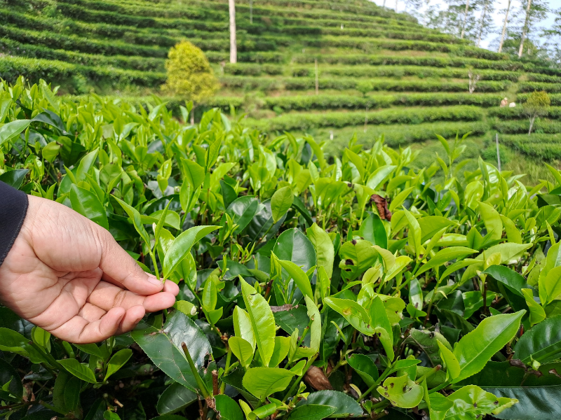 Tính âm mạnh, gây mất quân bình 