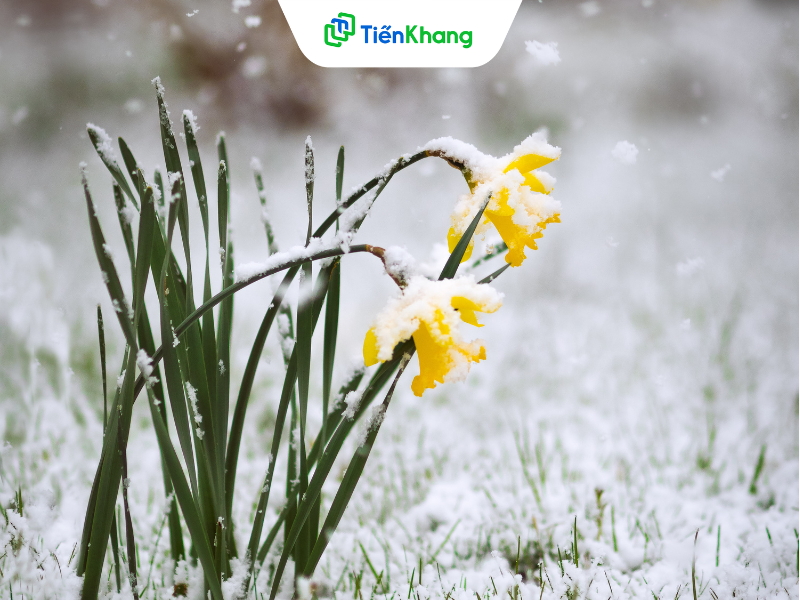 Rét nàng Bân là gì ?