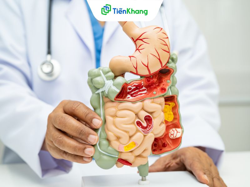 Tại sao người lớn tuổi và người trưởng thành lại cần bổ sung lợi khuẩn?