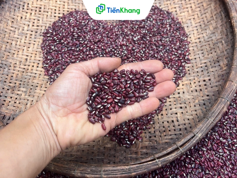 Xích tiểu đậu thì có hạt nhỏ, thon dài hơn đậu đỏ