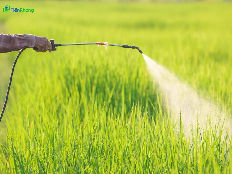 Hình 5: Chọn nhầm gạo lứt tồn dư hóa chất
