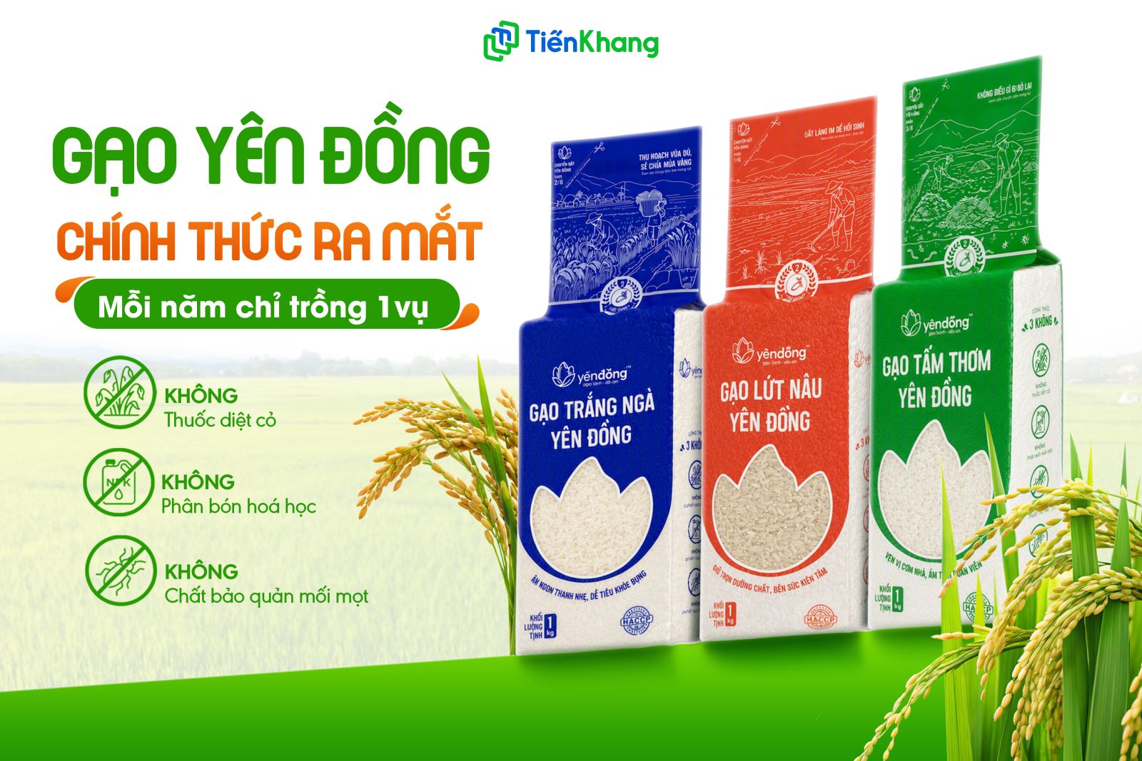 Dòng Gạo Yên Đồng mỗi năm chỉ canh tác một vụ