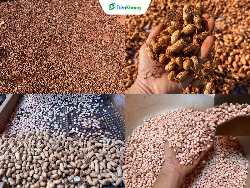 Đậu phộng được canh tác truyền thống, không sử dụng thuốc bảo vệ thực vật hay phân bón hóa học