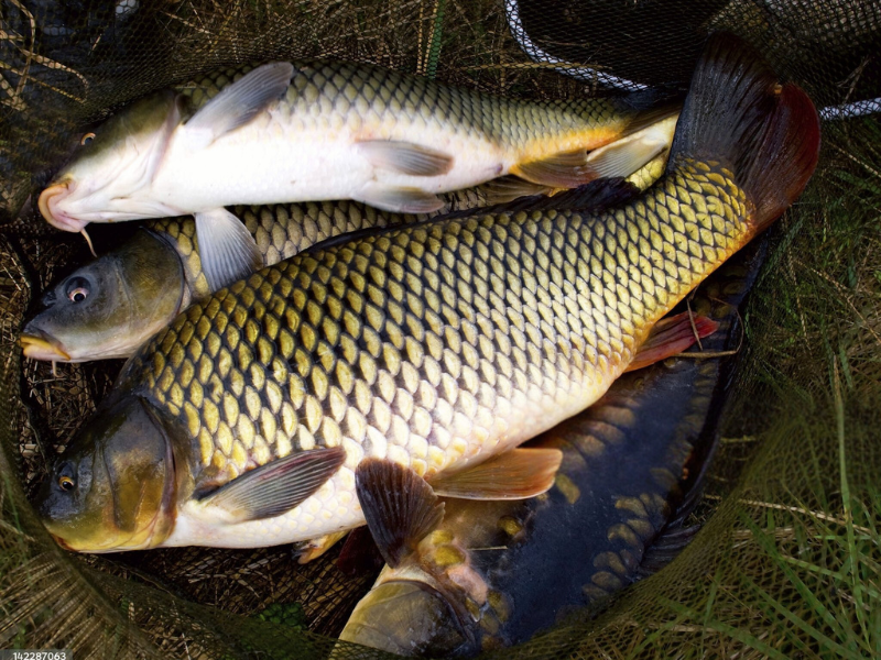 Cá Chép - Tính âm cao nhất