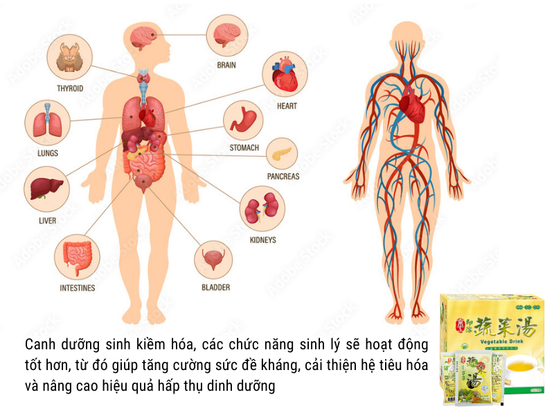 Công dụng kiềm hóa cơ thể của canh dưỡng sinh