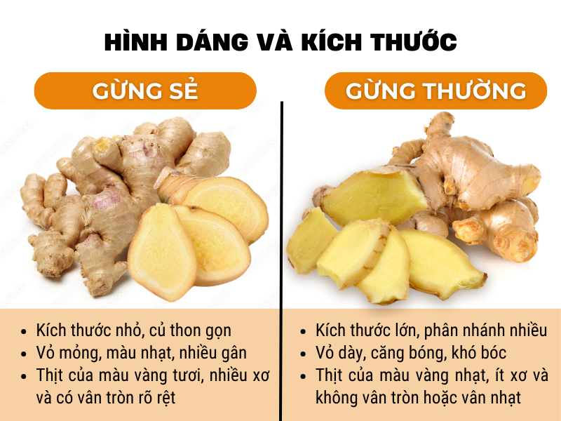 Hình dáng và kích thước