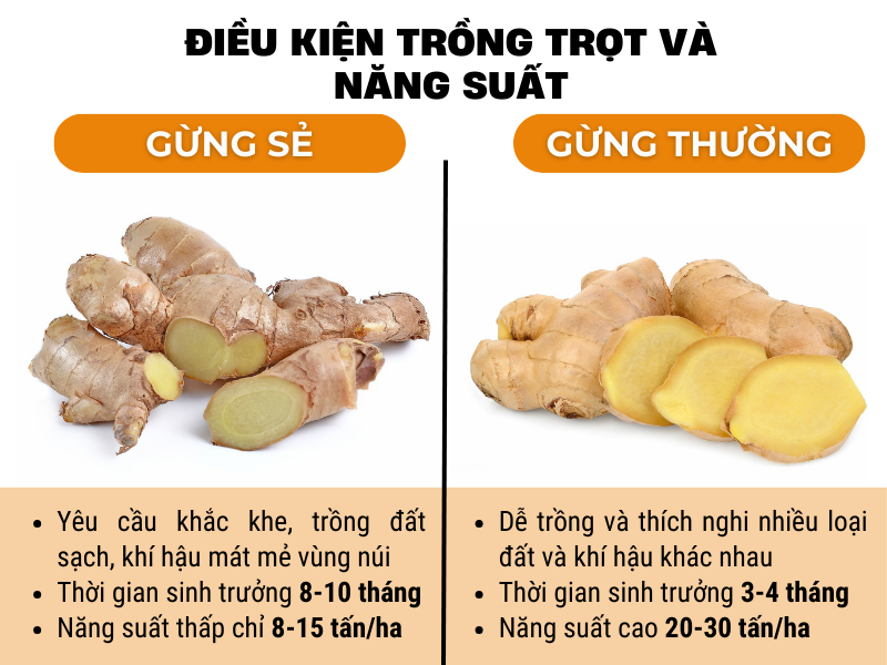 Điều kiện trồng trọt và năng suất