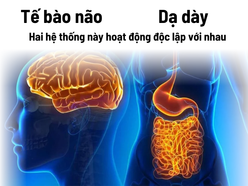 Vai trò của hệ thần kinh và ruột 