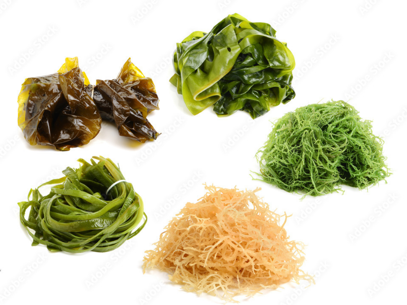 Rong biển âm hay dương?