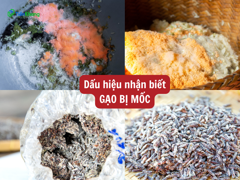 Dấu hiệu nhận biết gạo bị mốc và cách xử lý