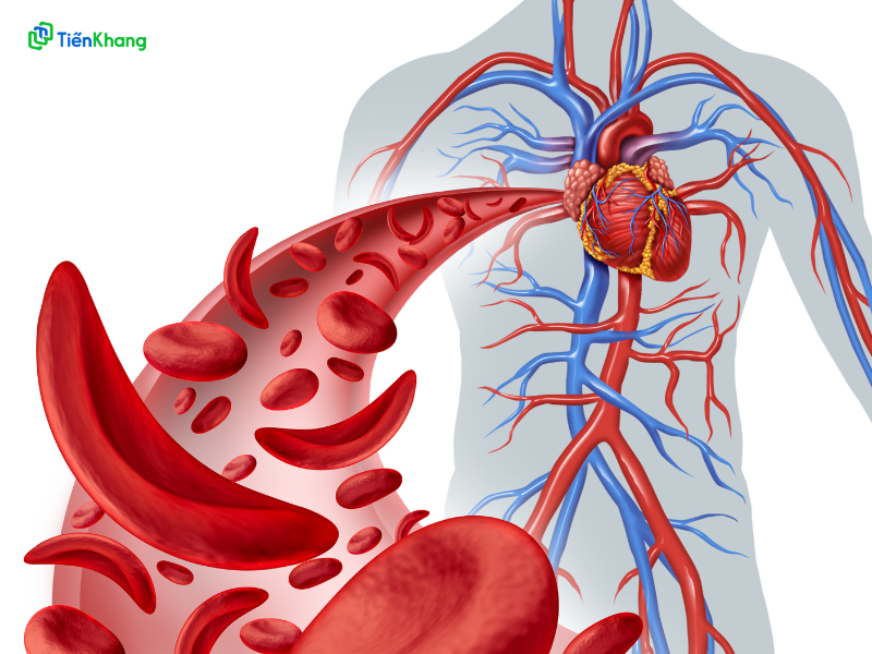 Nước táo đỏ khô tăng cường tuần hoàn máu 