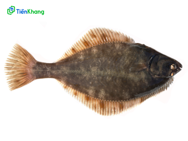 Cá chim nước ngọt được xếp vào những loại cá nước ngọt tốt cho sức khỏe