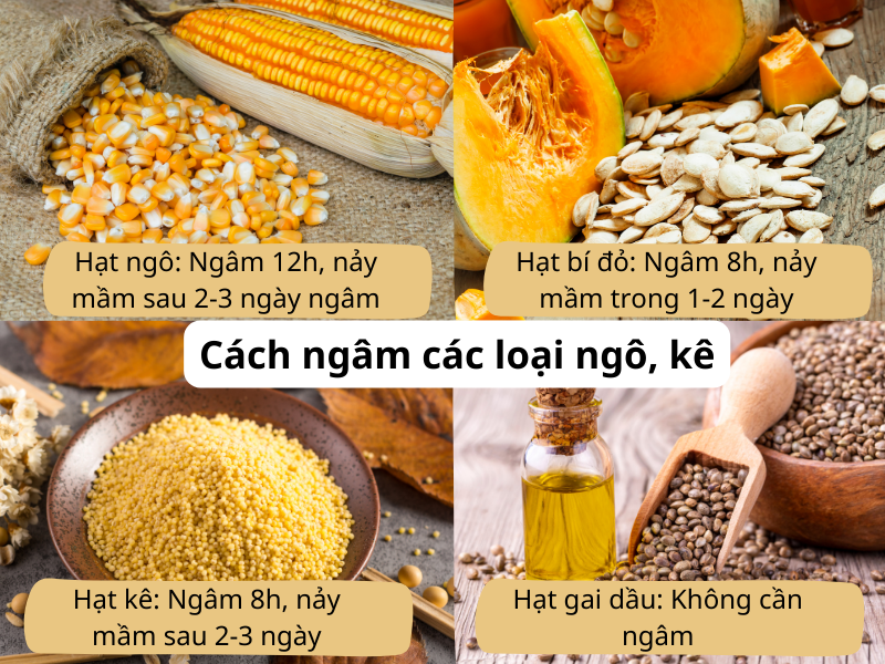 Cách ngâm các loại ngô, kê