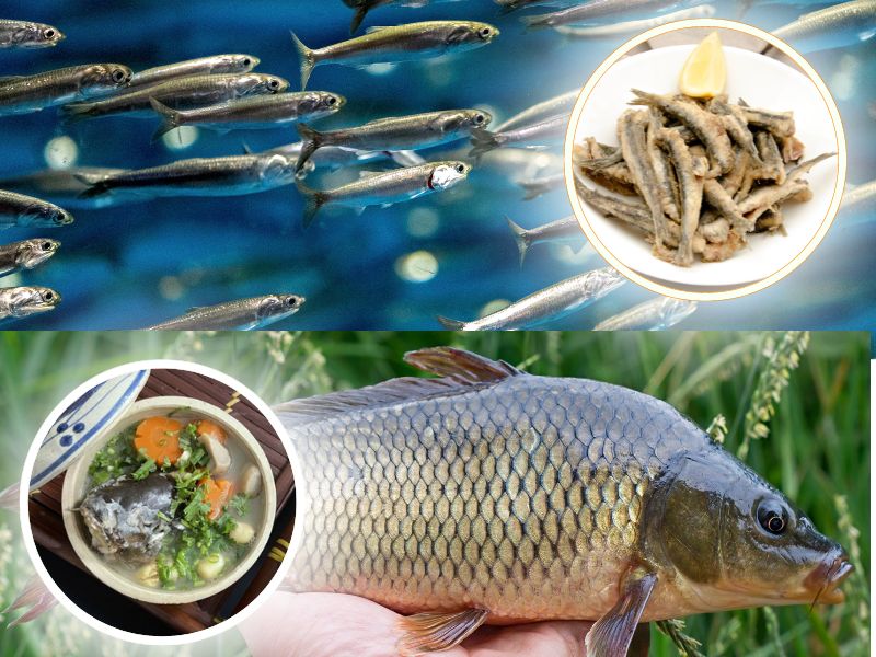 Cá chép và cá cơm trong thực dưỡng hiện đại