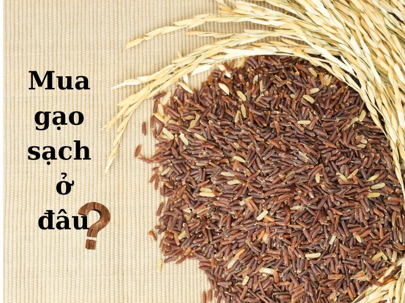 Mua gạo sạch ở đâu?